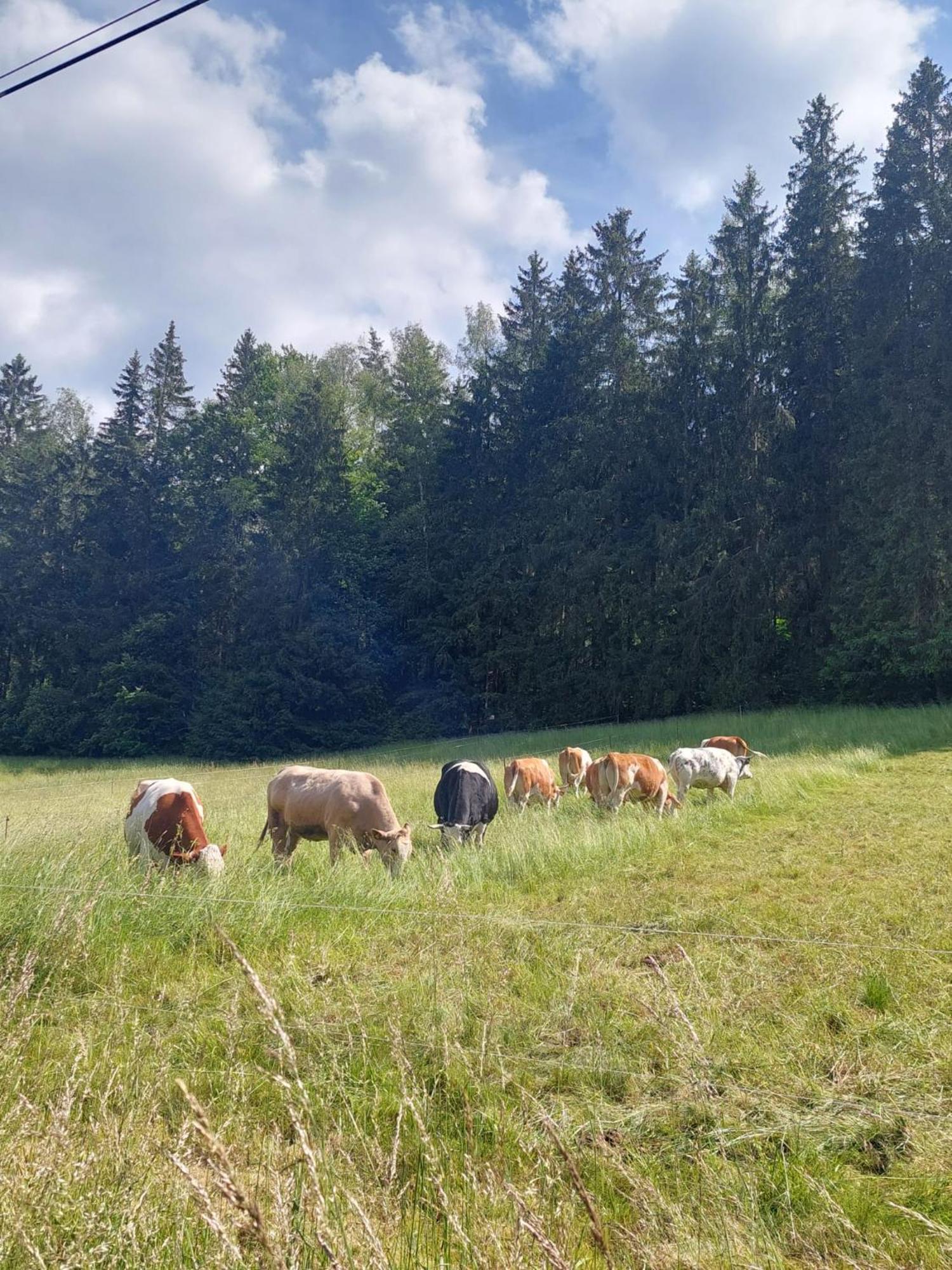 Ferienhaus Rosemarie Erlbach Vogtland Zewnętrze zdjęcie